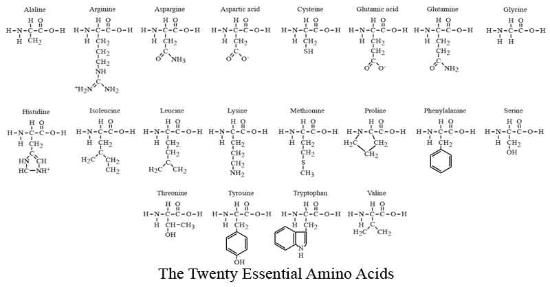The 20 Essential Amino Acids